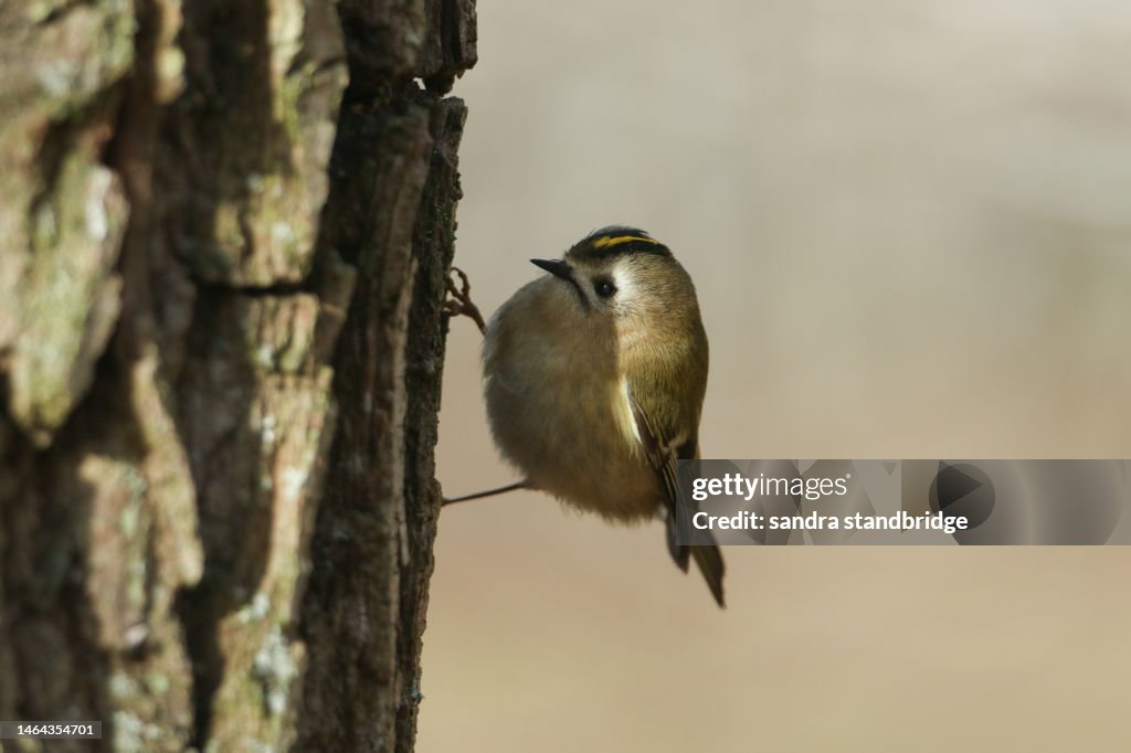 A Goldcrest, Regulus regulus, hunting for insects to eat on the trunk of a Tree.