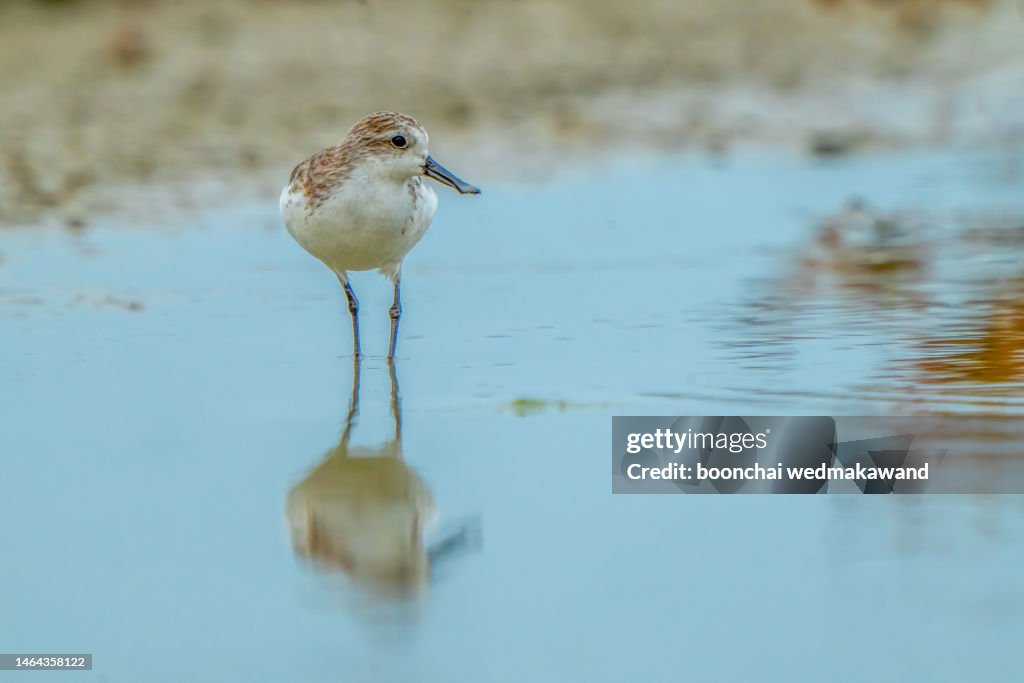 Beautiful mangrove bird, Spoon-billed sandpiper (Calidris pygmaea)