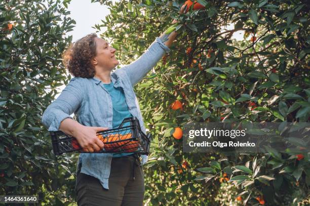 mature female farmer harvesting oranges, fruits from tree twigs into crate - citrus grove - fotografias e filmes do acervo