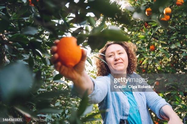 orange harvest in orchard. close up of smiling curly woman picking big fresh orange fruit from the twig, looking at camera - orange orchard stockfoto's en -beelden