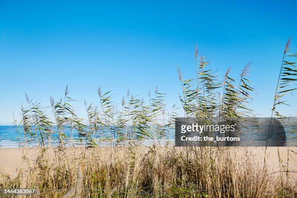 tall grass in a row  against beach, sea and blue sky - reed grass family stock-fotos und bilder