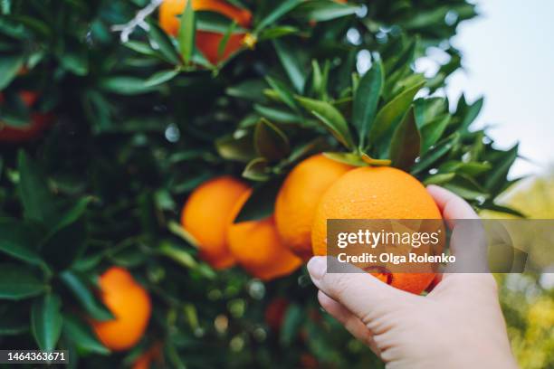 cropped woman hand picking up, holding fresh orange fruit from tree branch in fruit garden - satsuma i stock pictures, royalty-free photos & images