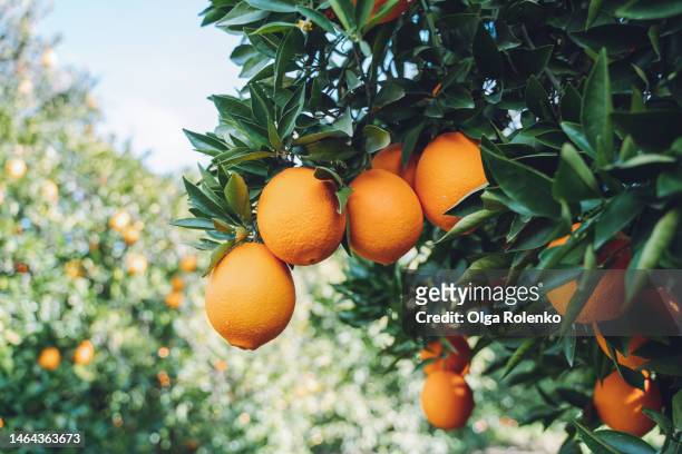 orange grove, tree twigs with juicy citrus fruits, tangerines in garden or orchard - ネーブルオレンジ ストックフォトと画像