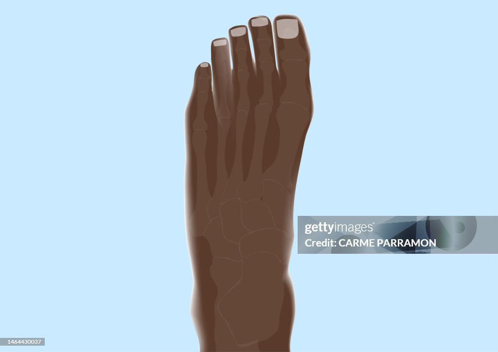 Foot bones. Phalanges. Metatarsals. Tarsals