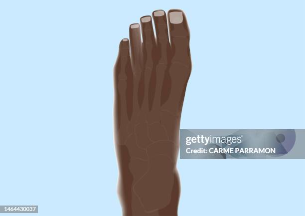 foot bones. phalanges. metatarsals. tarsals - proximal phalanges stock illustrations