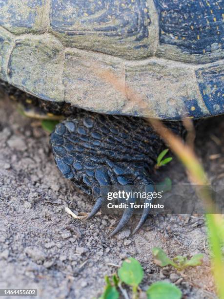 close-up tortoise hind limb with claws. european pond turtle - spotted turtle stock pictures, royalty-free photos & images