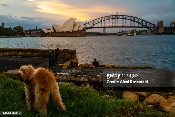Dog plays with a view of The Sydney Opera House and Harbour Bridge in the backgroundduring sunset at Mrs Macquaries Point on February 09, 2023 in...