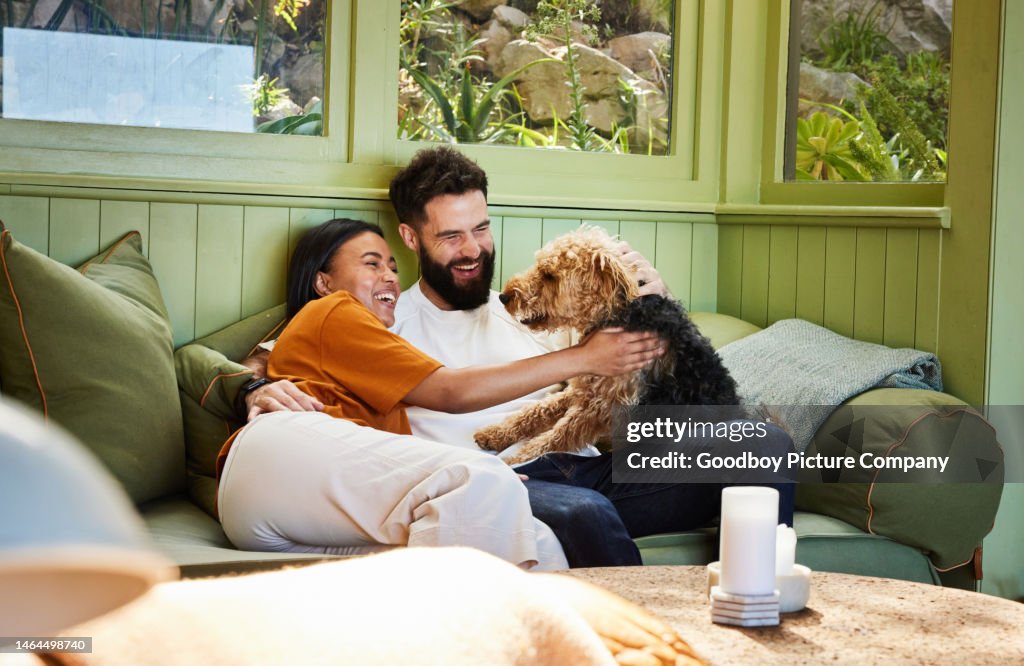 Lachendes Paar spielt mit seinem Hund auf dem Wohnzimmersofa