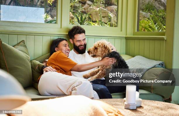 pareja riendo jugando con su perro en el sofá de su sala de estar - pets fotografías e imágenes de stock