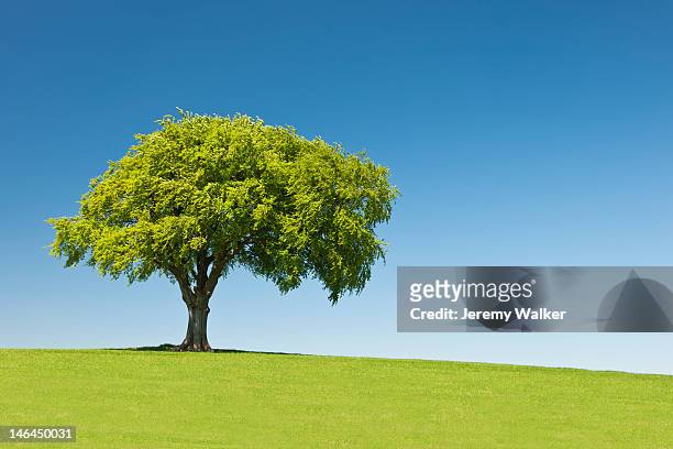 lone tree on hill, summer - field blue sky fotografías e imágenes de stock