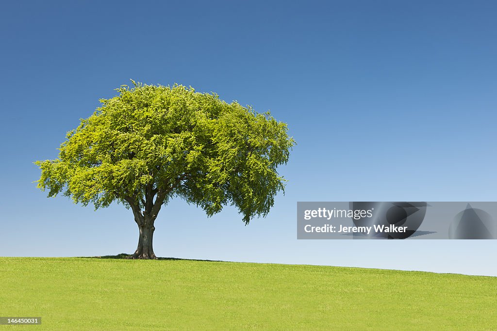 Lone tree on hill, Summer