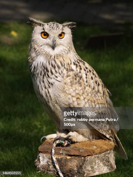 close-up portrait of eagle burrowing owl perching on wood,indonesia - gufo reale europeo foto e immagini stock