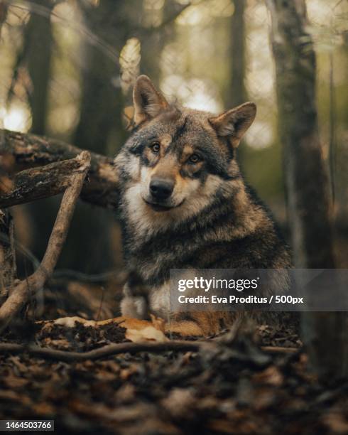 portrait of gray wolf sitting on field,indonesia - wolf wallpaper imagens e fotografias de stock