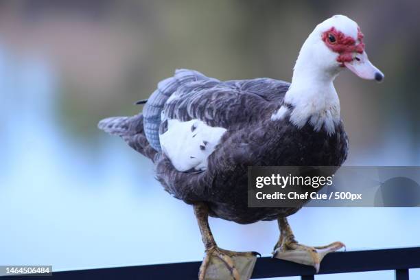 close-up of muscovy duck perching on railing,jacksonville,florida,united states,usa - muscovy duck stock pictures, royalty-free photos & images