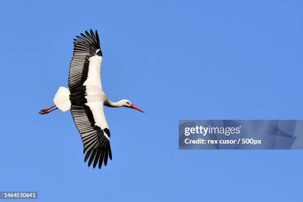 low angle view of stork flying against clear blue sky - storch stock-fotos und bilder