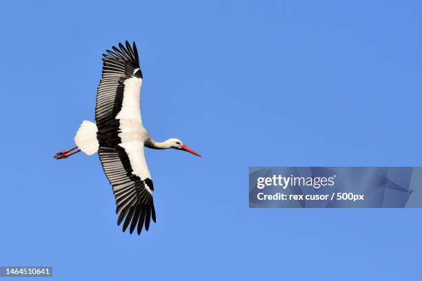 low angle view of stork flying against clear blue sky - white stork stock pictures, royalty-free photos & images