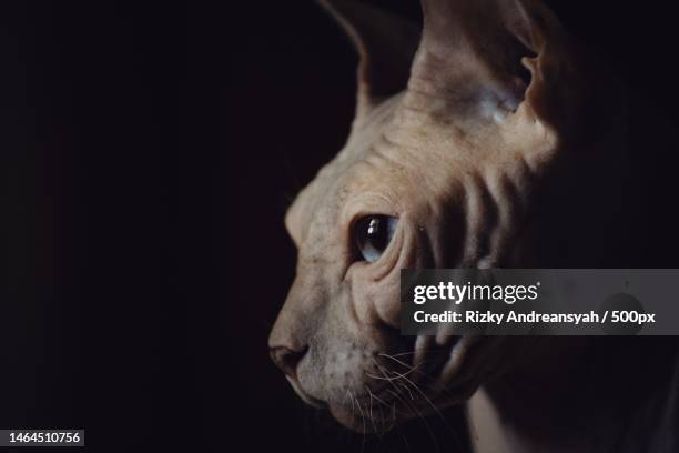 close-up of cat against black background,indonesia - sphynx kitten stock pictures, royalty-free photos & images