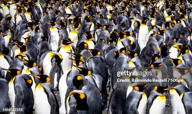 high angle view of penguins on field,south georgia and the south sandwich islands - pinguin stock-fotos und bilder