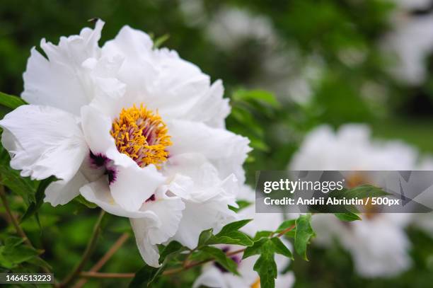 snow-white flowers of a tree-like peony,large buds with open petals - treelike stock pictures, royalty-free photos & images