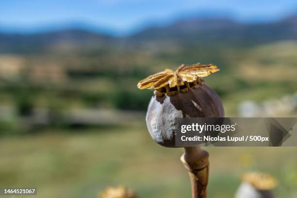 close-up of insect on flower,roman,romania - poppy seed - fotografias e filmes do acervo