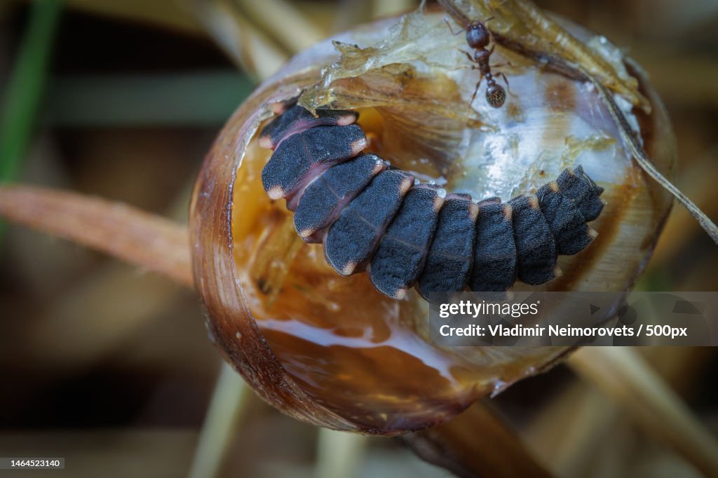 The larva of common glow-worm Lampyris noctiluca Linnaeus,1767 feeds on a snail,Krasnodar Territory,Russia