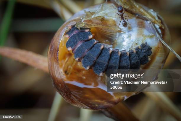 the larva of common glow-worm lampyris noctiluca linnaeus,1767 feeds on a snail,krasnodar territory,russia - lampyris noctiluca stock pictures, royalty-free photos & images