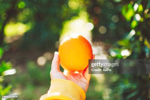 hand picking in oranges in fruit garden - juicy stock pictures, royalty-free photos & images