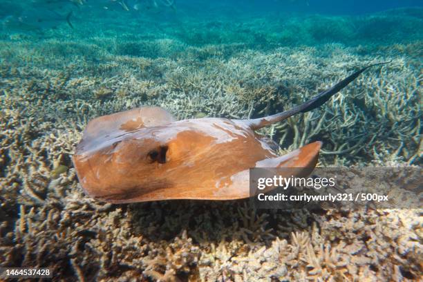 close-up of stingray swimming in sea,heron island,queensland,australia - stingray fotografías e imágenes de stock