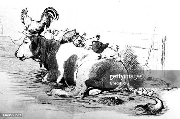 row of chicken sitting on a lying cow in a stable - cow and calf illustration stock illustrations