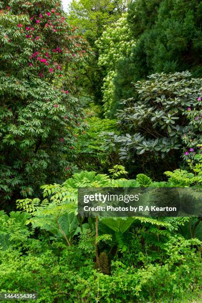lush green foliage in a garden in north wales, uk - gunnera plant fotografías e imágenes de stock