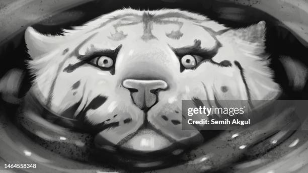 white tiger looking from water illustration - white tiger stock illustrations