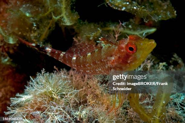 black-faced blenny (tripterygion delaisi), mediterranean sea, elba, tuscany, italy - black blenny stock pictures, royalty-free photos & images