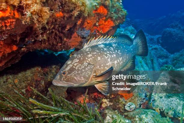 dusky grouper (epinephelus marginatus) with dorsal fin erect, reef wall overgrown with red sponge behind, mediterranean sea, asinara island marine reserve, sardinia, italy - zackenbarsch stock-fotos und bilder