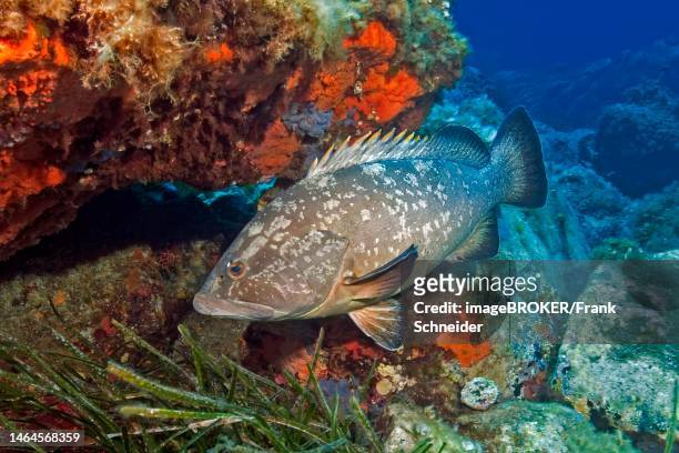 dusky grouper (epinephelus marginatus) with dorsal fin erect, reef wall overgrown with red sponge behind, mediterranean sea, asinara island marine reserve, sardinia, italy - mero fotografías e imágenes de stock