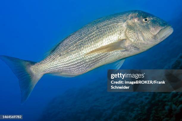 adult adult dentex (dentex dentex), mediterranean sea, giglio island, tuscany, italy - sea bream imagens e fotografias de stock