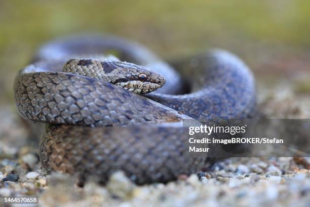 smooth snake (coronella austriaca), curled up, muehldorf, bavaria, germany - coronella austriaca stock pictures, royalty-free photos & images
