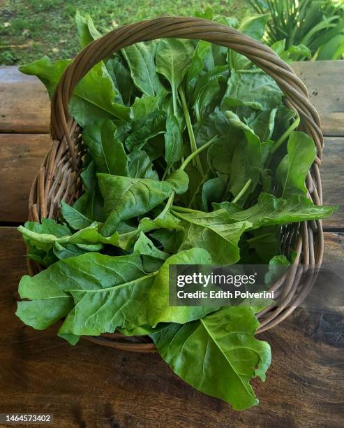 basket with chard - chard stock pictures, royalty-free photos & images