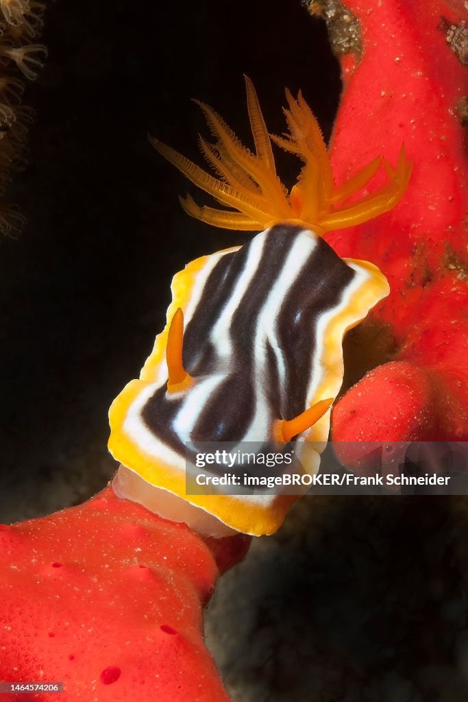 Pyjama star snail (Chromodoris quadricolor), nudibranch feeds on toxic finger-sponge (Negombata Magnifica), Red Sea, Sinai, Egypt