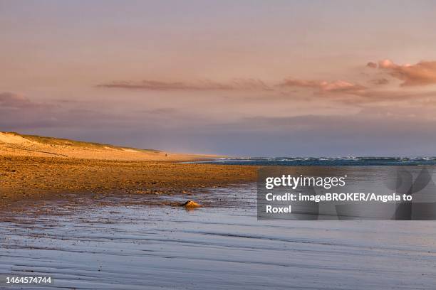 Coastline In The Evening Light Beach And Dunes At Soustons Plage Silver Coast Cote Dargent Atlantic Ocean Soustons Landes Nouvelleaquitaine France, Photo