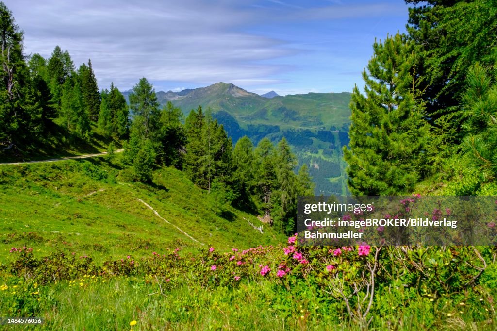 Alpine rose, rhododendron, on the stone pine path, on the Graukogel, Bad Gastein, Gastein Valley, Salzburger Land, Austria