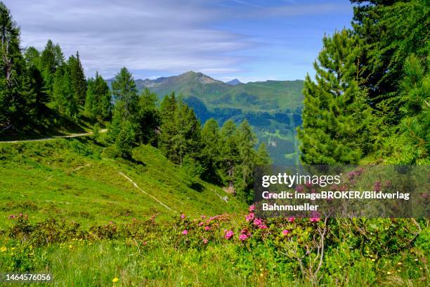 alpine rose, rhododendron, on the stone pine path, on the graukogel, bad gastein, gastein valley, salzburger land, austria - rhododendron ferrugineum imagens e fotografias de stock