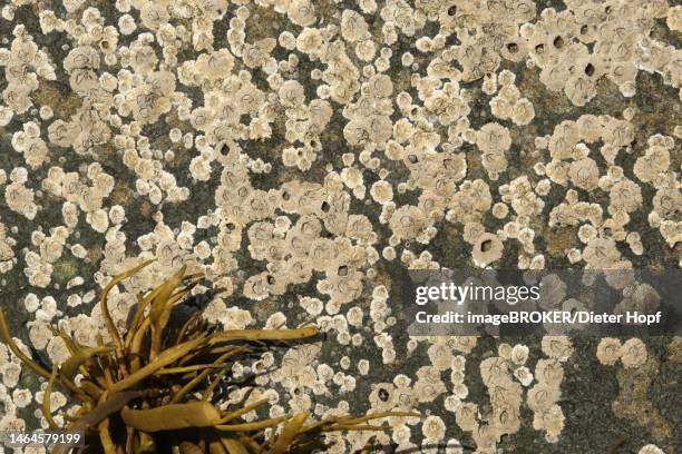 barnacles (semibalanus balanoides) mass accumulation on a rock by the sea, lofoten, norway, scandinavia - barnacle fotografías e imágenes de stock