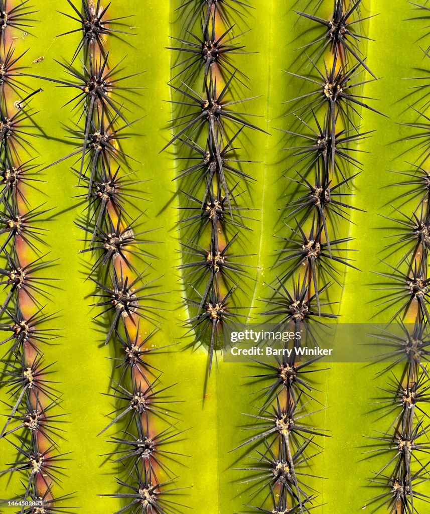 Needles And Ribs On Cactus Scottsdale High-Res Stock Photo - Getty Images