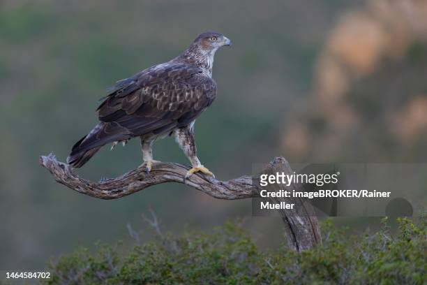 bonellis eagle (aquila fasciata), adult, on branch, morning sun, looking back, valencia, andalucia, spain - hieraaetus fasciatus stock pictures, royalty-free photos & images