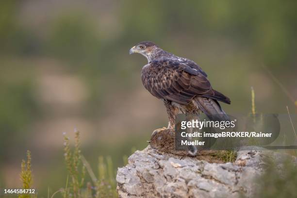bonellis eagle (aquila fasciata), adult, on rock with rabbit hawk, valencia, province of andalusia, spain - hieraaetus fasciatus stock pictures, royalty-free photos & images