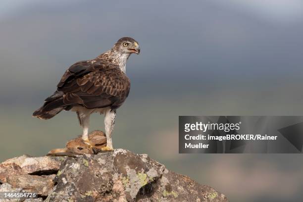 bonellis eagle (aquila fasciata), adult, on rock with rabbits, caceres province, spain - hieraaetus fasciatus stock pictures, royalty-free photos & images