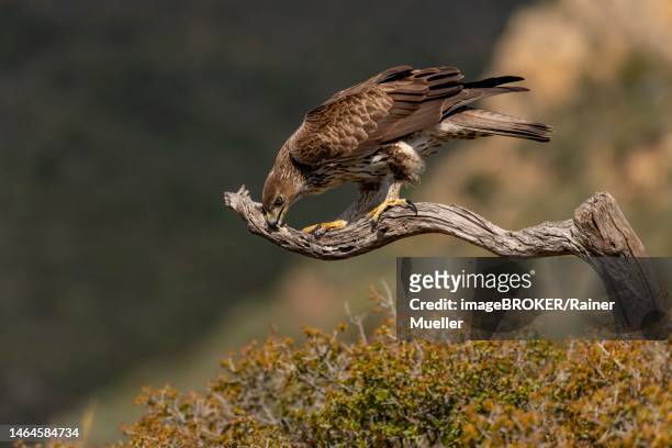bonellis eagle (aquila fasciata), adult, on branch, wiping beak, valencia, province of andalusia, spain - hieraaetus fasciatus stock pictures, royalty-free photos & images