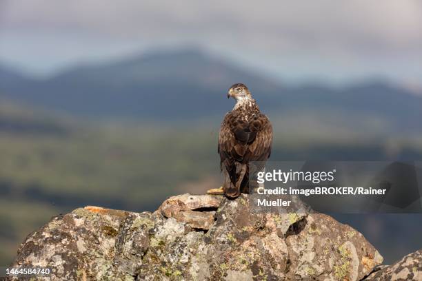 bonellis eagle (aquila fasciata), adult, on rock with rabbits, caceres province, spain - hieraaetus fasciatus stock pictures, royalty-free photos & images