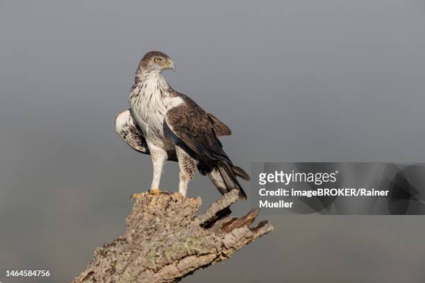 bonellis eagle (aquila fasciata), adult, on cork oak, caceres province, spain - hieraaetus fasciatus stock pictures, royalty-free photos & images