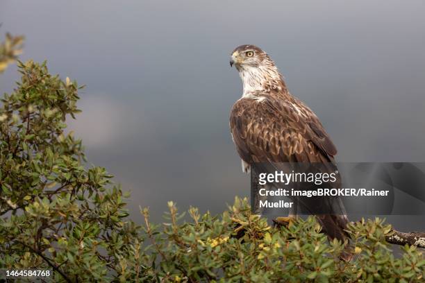 bonellis eagle (aquila fasciata), adult, on branch, caceres province, spain - hieraaetus fasciatus stock pictures, royalty-free photos & images